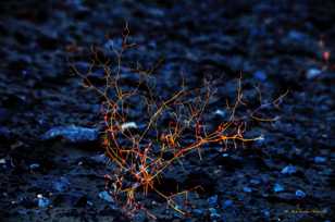 Plant on Mesquite Dunes-9864